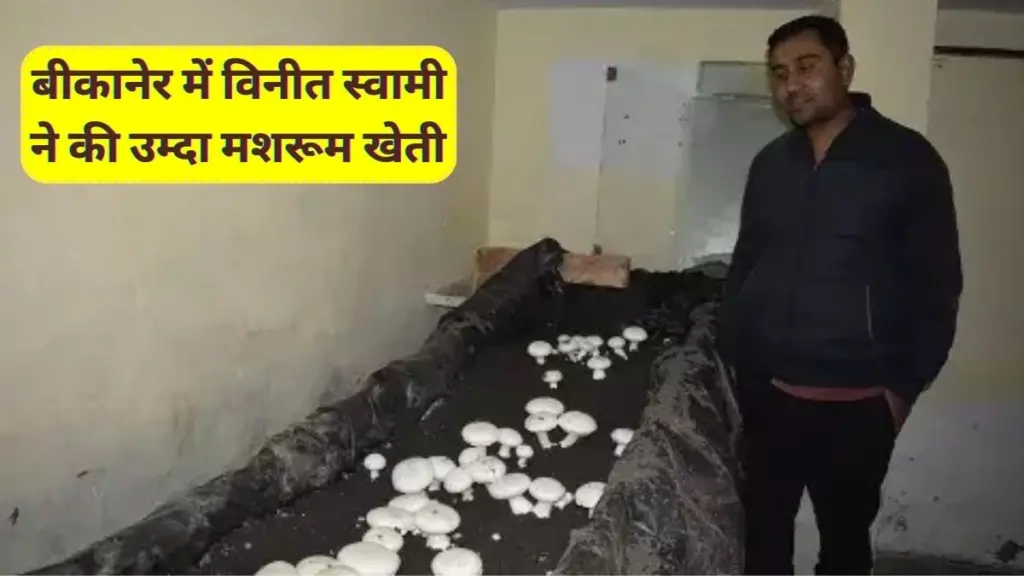 mushroom , mushroom Rate, mushroom Farming in India, Vineet Swami, mushroom farming, mushroom farming in Bikaner , Best mushroom