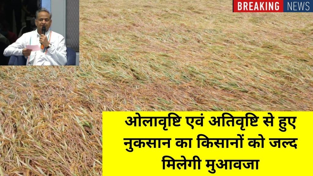 Crop Insurance SchemE, Crop Insurance SchemE, Crop Insurance, Natural Calamity,Fasal bima, Ashok GEHLOT, Crop Damage, Compensation, RAJASTHAN Crop Compensation,