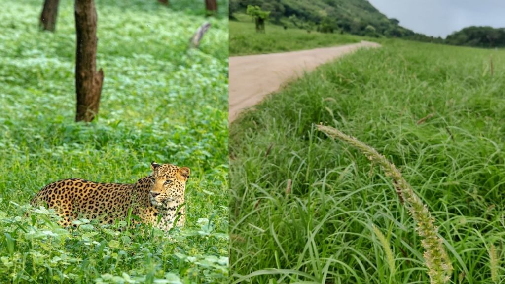 jhalana leopard safari, leopard safari, Jhalana forest and wildlife, groundwater recharge, livelihood, Jhalana forest, wildlife conservation, conservation,