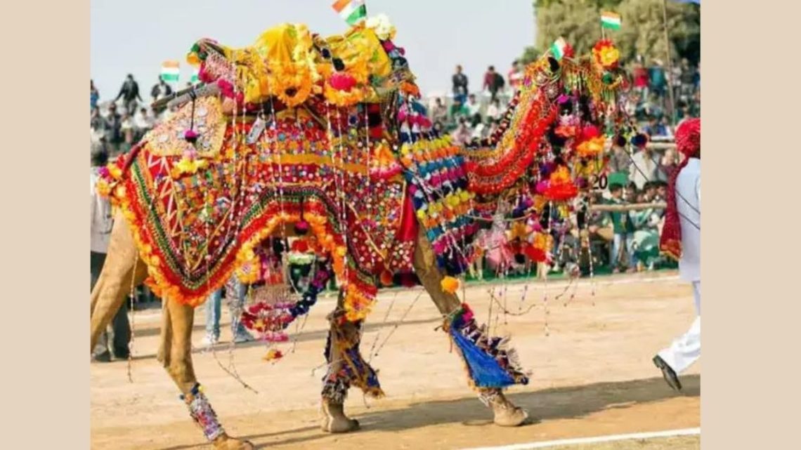 Camel Festival, bikaner camel festival, camel festival in rajasthan, camel trading festival, Camel Festival in Bikaner, Camel Fain in Bikaner, Camel Fain in Rajasthan, Camel Fair, Fair in India, Fair in Rajasthan, Camel Festival Date,