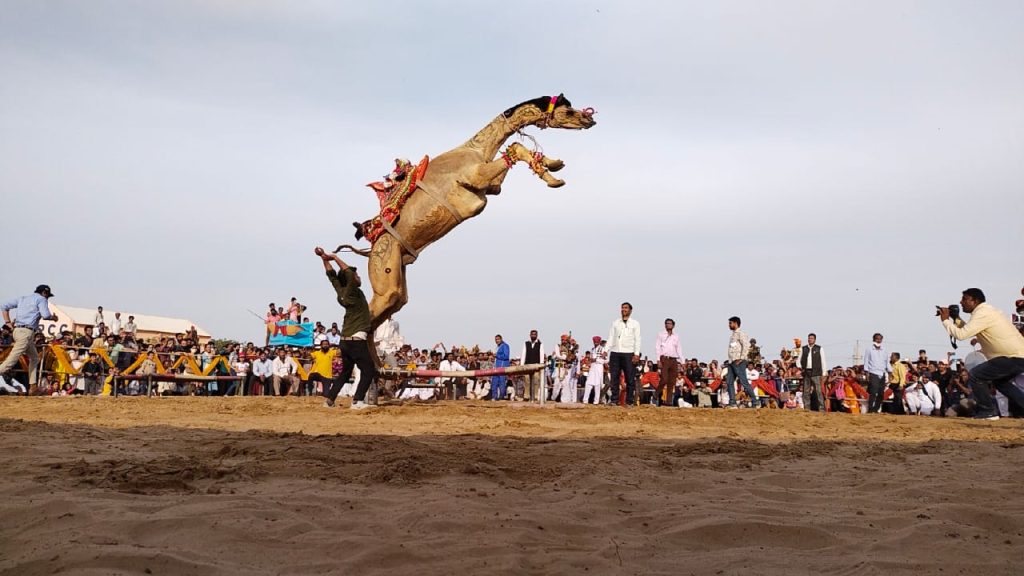 International Camel Festival, Camel Festival in Bikaner , Camel Festival,
