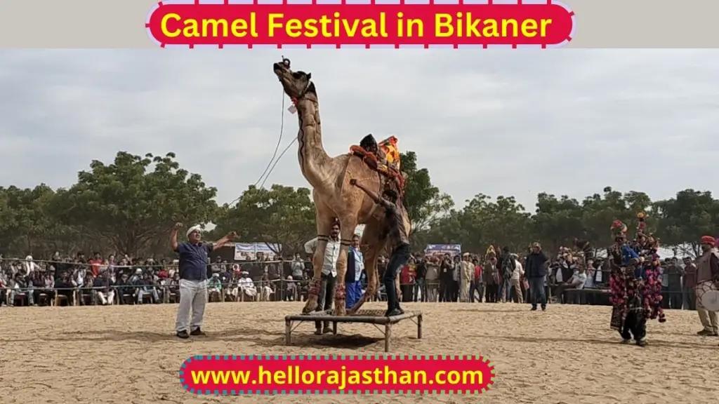 Tourist, International Camel Festival, Camel Festival in Bikaner, Camel Festival, Bikaner Camel Festival