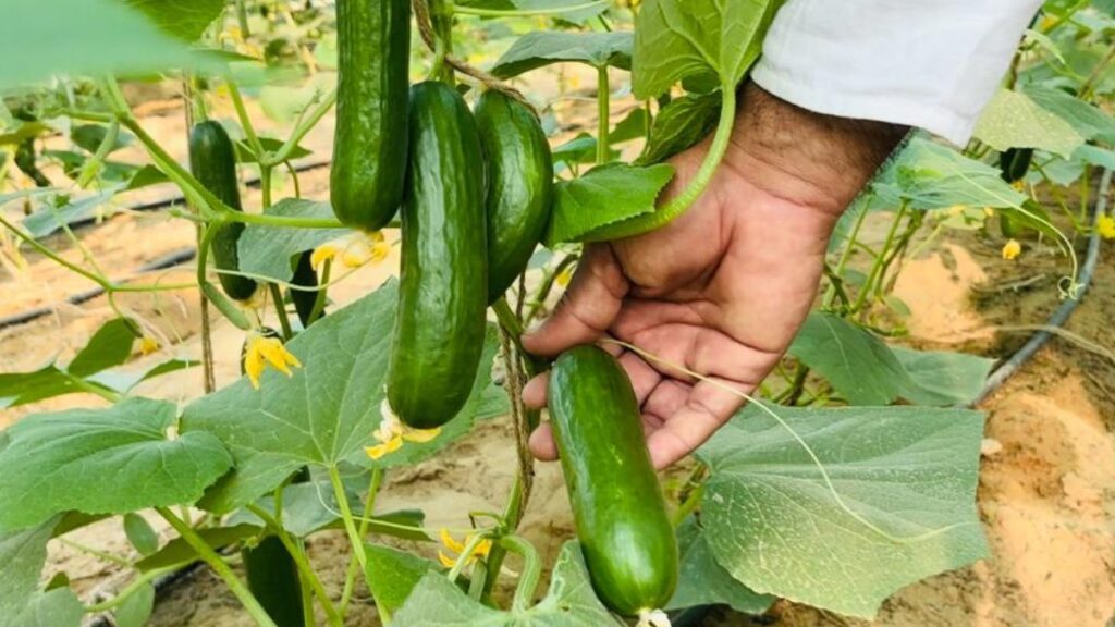 SKRAU, Bikaner skrau, Best cucumbers , cucumbers Farming, cucumbers Farming time, cucumbers rates,