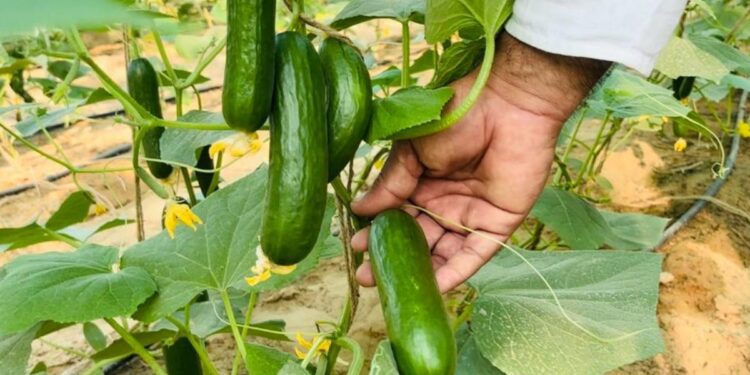 SKRAU, Bikaner skrau, Best cucumbers , cucumbers Farming, cucumbers Farming time, cucumbers rates,