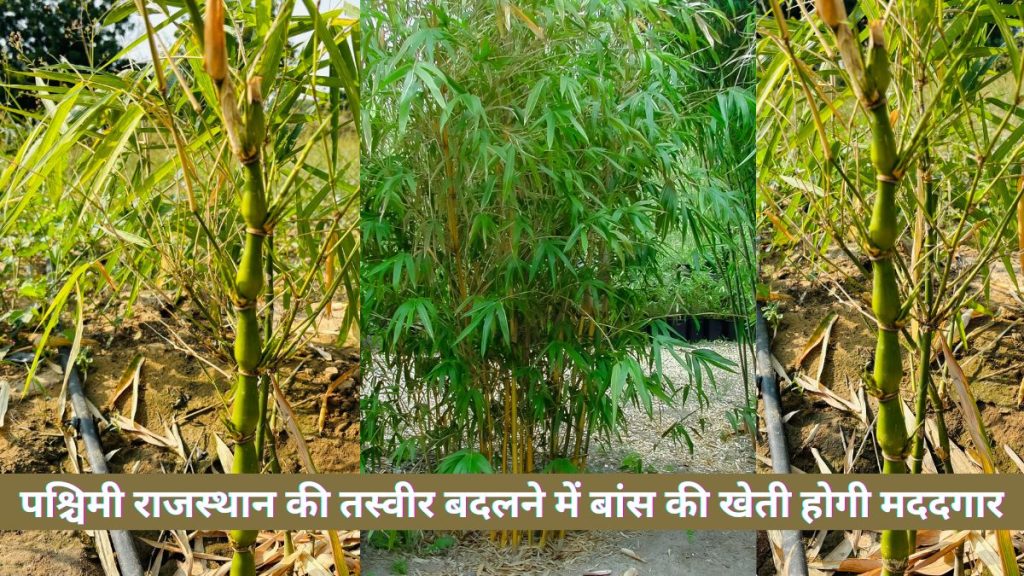 Bamboo Farming in Western Rajasthan,Baans,Bamboo Plant, Bamboo cultivation,  Bamboo Farming in SKRAU Bikaner, 