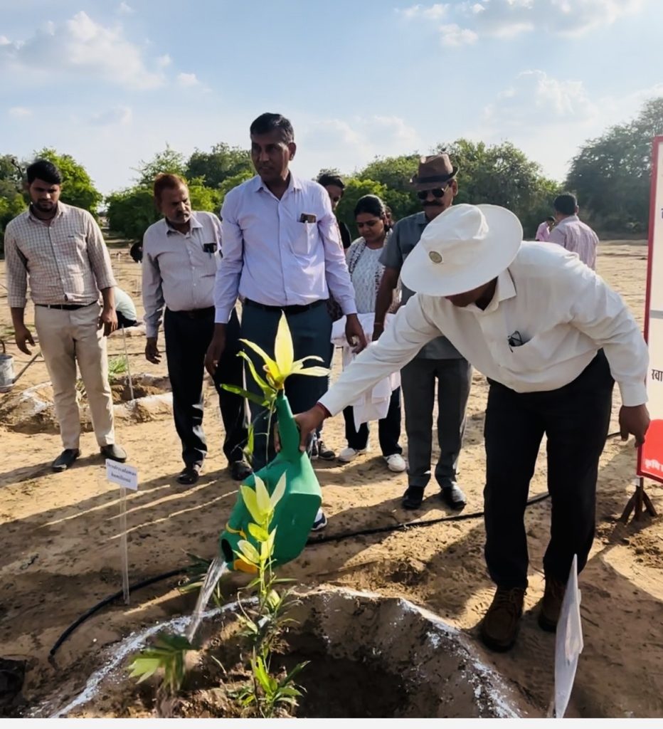 Bamboo Farming in Western Rajasthan,Baans,Bamboo Plant, Bamboo cultivation, Bamboo Farming in SKRAU Bikaner,