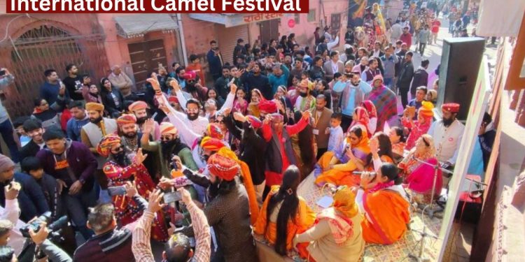 International Camel Festival starts in Bikaner, International Camel Festival, Camel Festival, tourists, domestic and foreign tourists, International Camel Festival 2025,