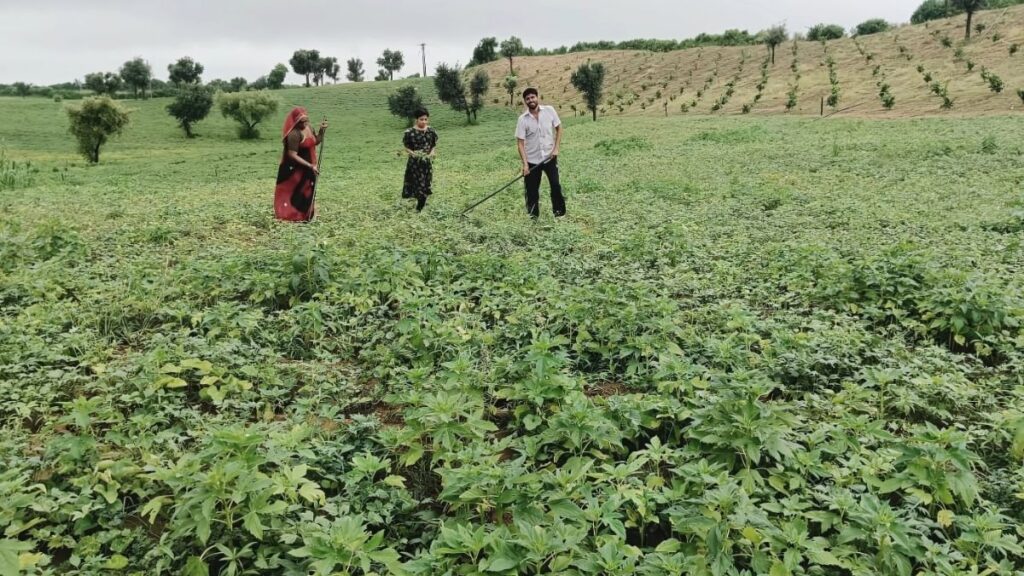 Rain, Kharif, Bikaner division, Rain in Bikaner district, Kharif crops