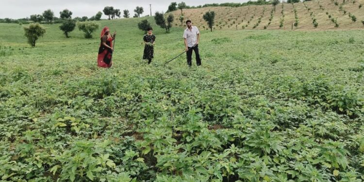 Rain, Kharif, Bikaner division, Rain in Bikaner district, Kharif crops